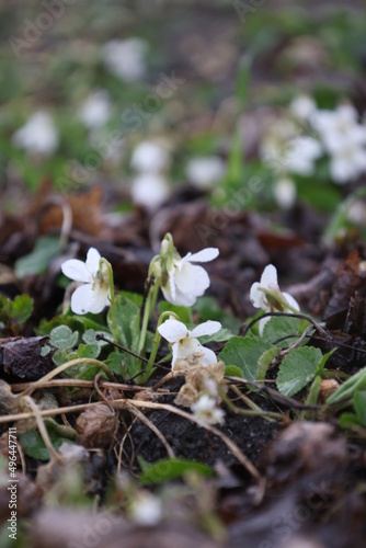 Closeup of white violets under the tree in spring