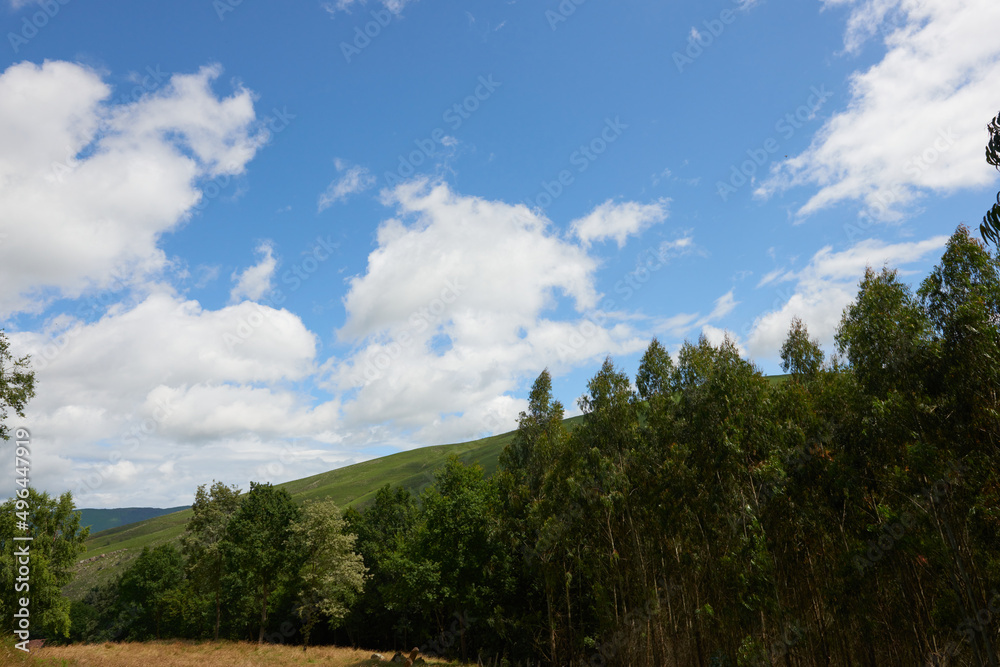 Green meadows with trees under a beautiful blue sky with white clouds.