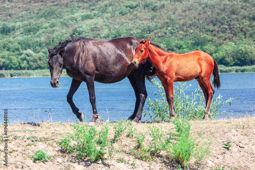 Obraz premium Wild horses mother and child . Mare and colt on the river shore 