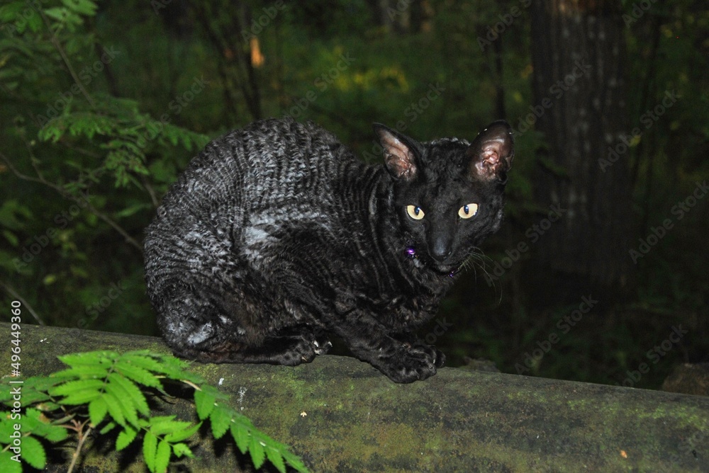 black cat in the forest