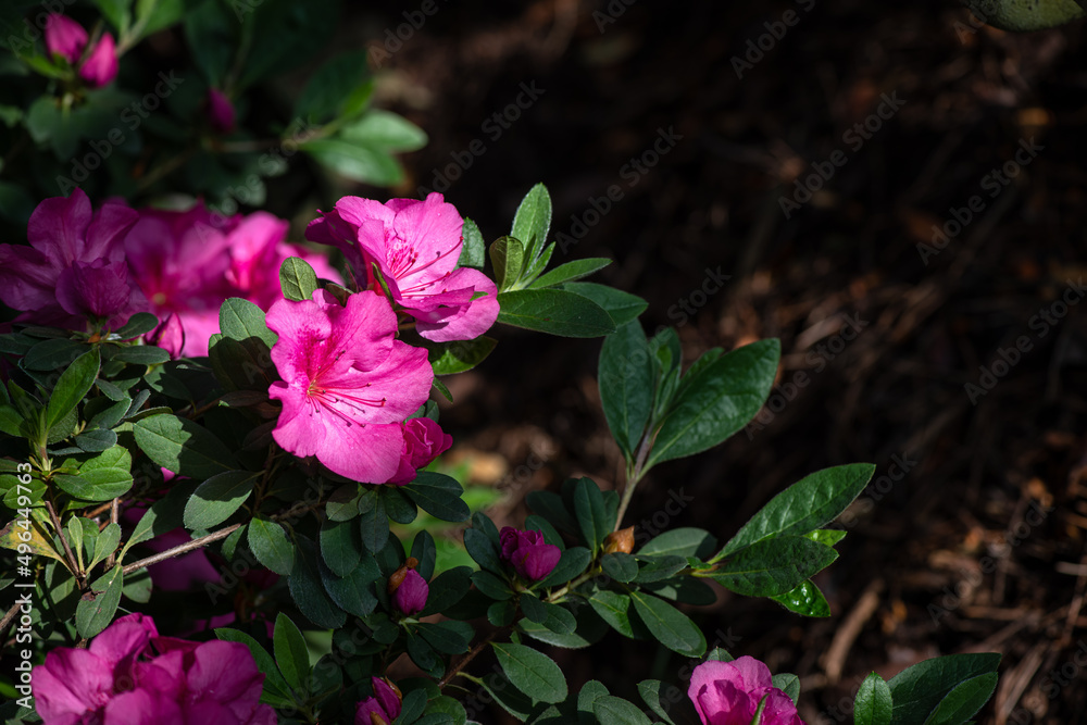 Nice red pink and purple camelia flower macro photography in botanic garden Nice red pink and purple camelia flower macro photography in botanic garden