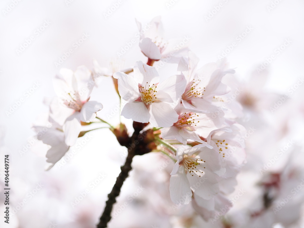桜 桜