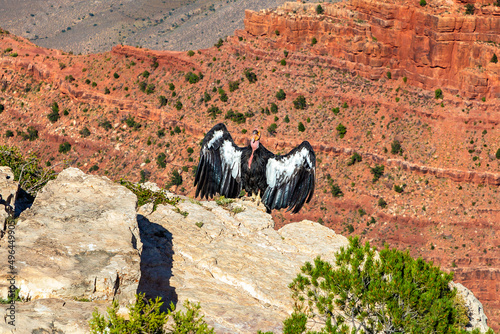 California Condor at Grand Canyon photo