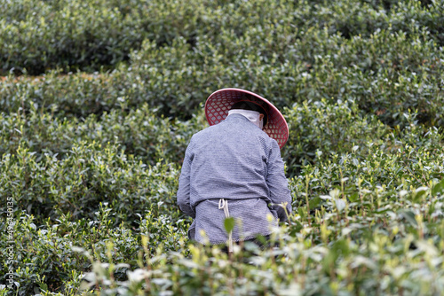 farmer working in tea plantation © THINK b