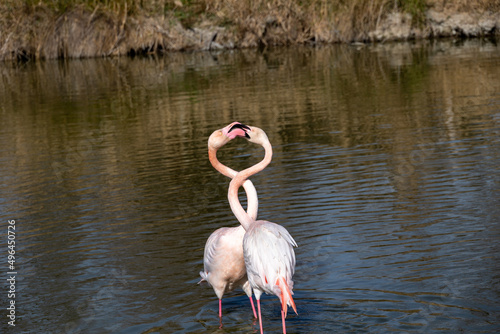 Danse des Flamands roses