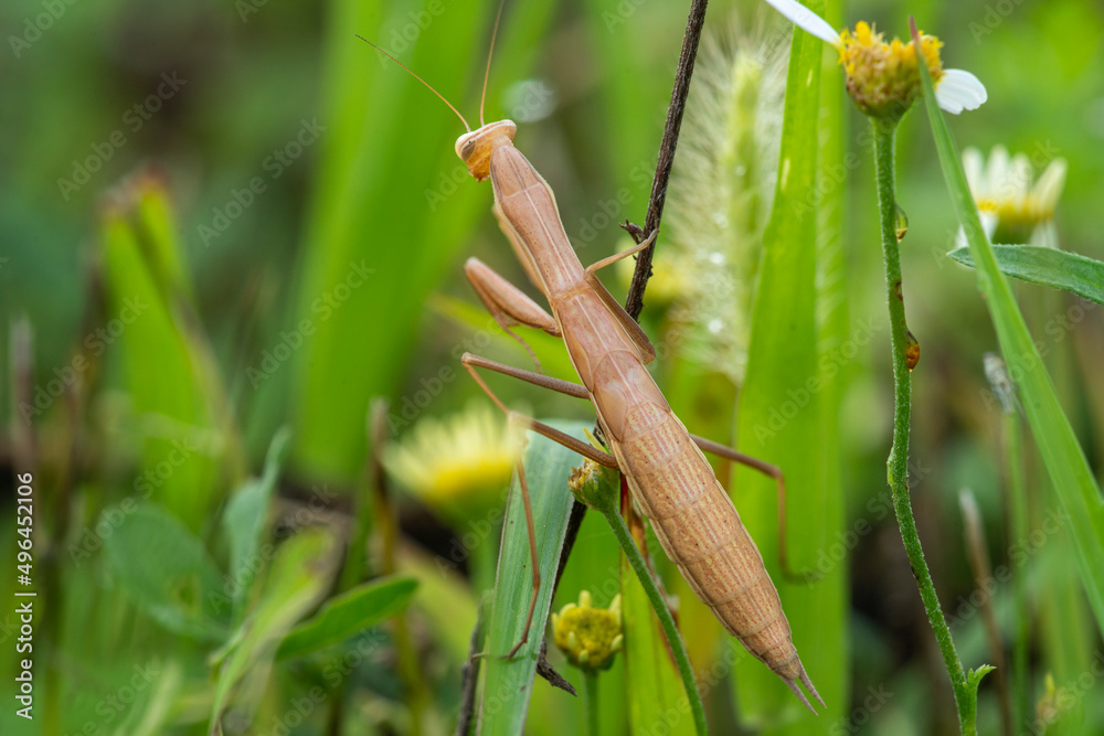 custom made wallpaper toronto digitalpraying mantis