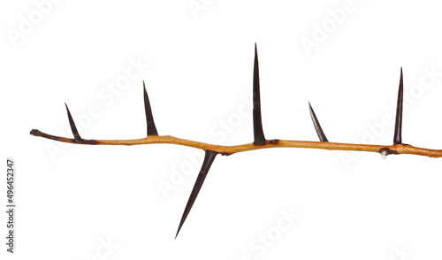 Acacia tree branch with thorns isolated on white 