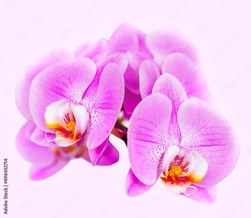 Fototapeta premium Beautiful orchid on pink background. Phalaenopsis in bloom
