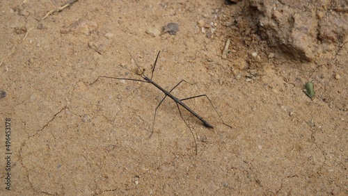 Stick Bug