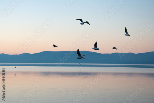 Gabbiani sul lago di Bracciano © Itzel