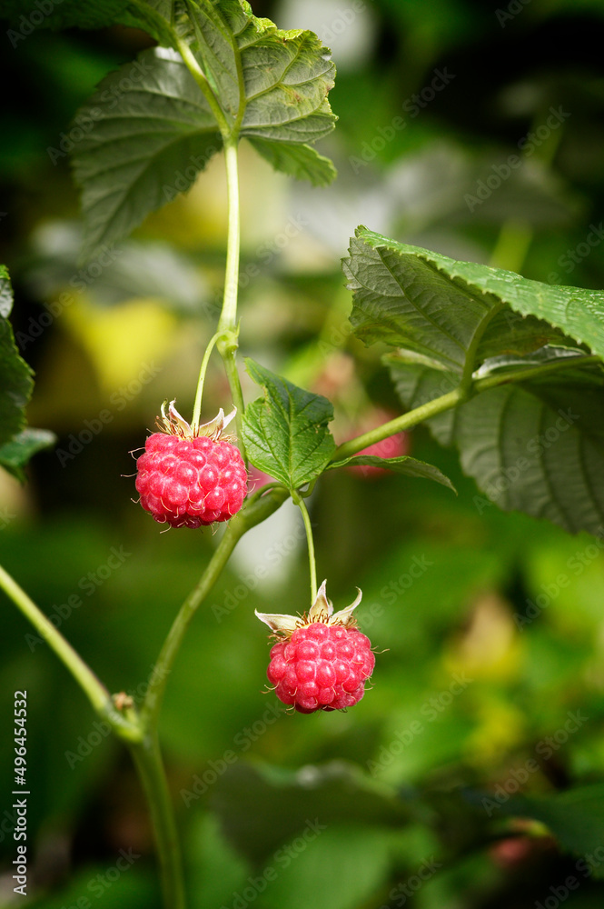 Idaeus Rubus on twig in garden Idaeus Rubus on twig in garden