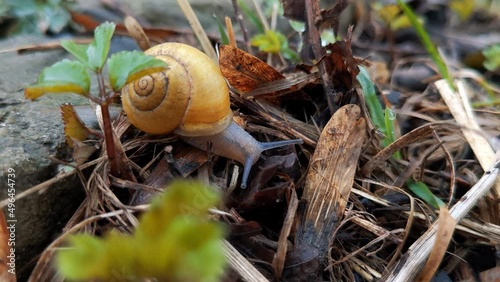 A small yellow snail crawls in the wet grass in the garden