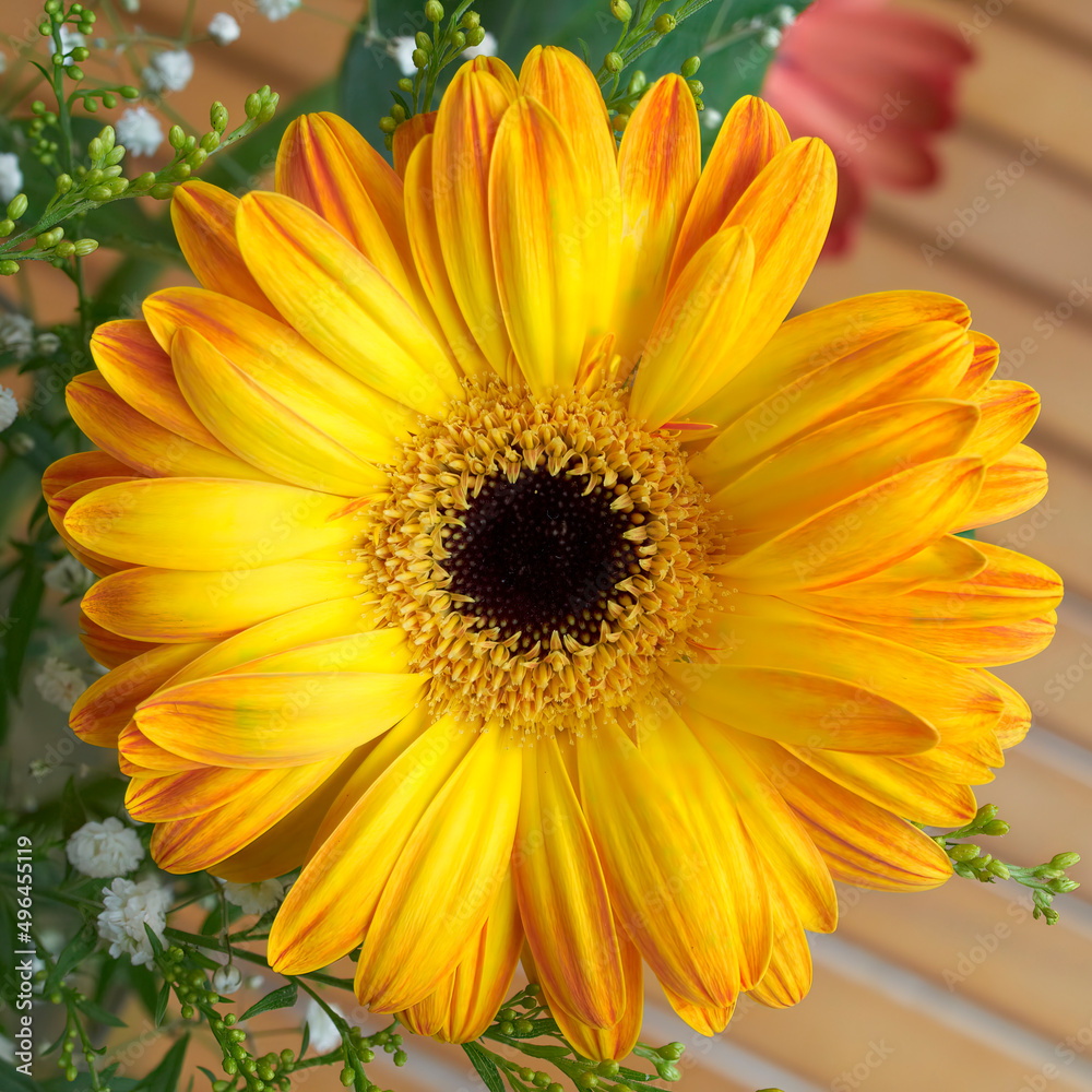 A vivid yellow gerbera daisy flower top view close-up A vivid yellow gerbera daisy flower top view close-up