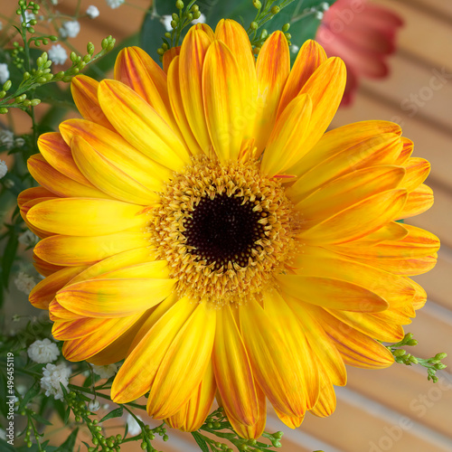 A vivid yellow gerbera daisy flower top view close-up