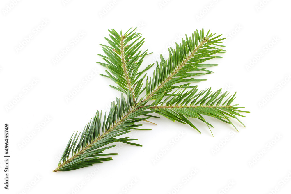 Branch of green spruce needles isolated on white background Branch of green spruce needles isolated on white background