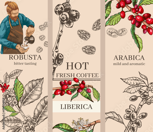 658_coffee, arabica, robusta, liberica set of botanical illustrations coffee, plant, grains, flowers, leaves, branches, black outline, engraving, hand drawing, cafe menu design, variety, delicacy, ara