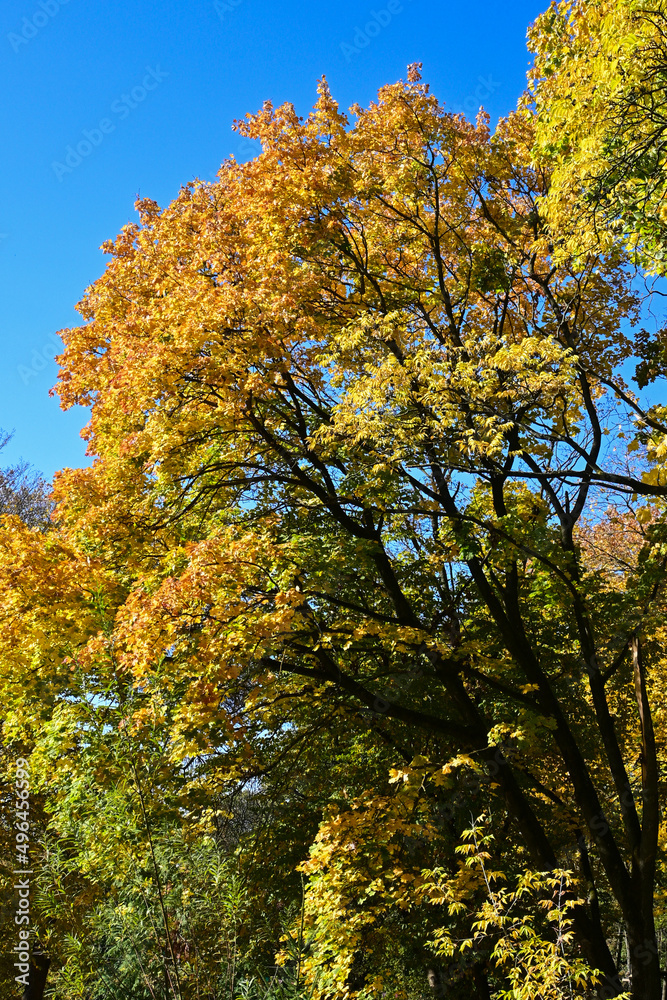 colorful autumn park, yellow foliage on trees
