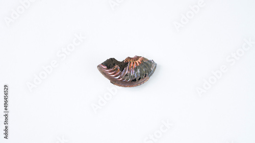 Ammonite fossil isolated on white background. Goniatite fossil. photo