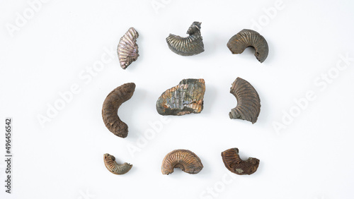 Ammonite fossil isolated on white background. Goniatite fossil. photo
