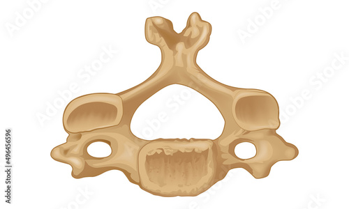 Fourth cervical vertebra. Bottom view. Human anatomy atlas