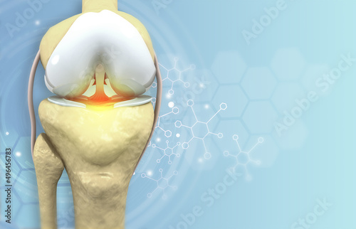 Canvas Print Human knee anatomy. 3d illustration..