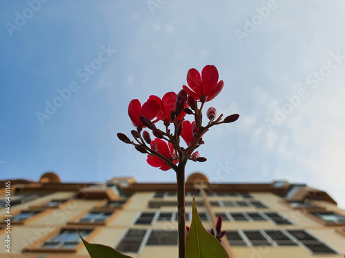 Red flower and blue sky.