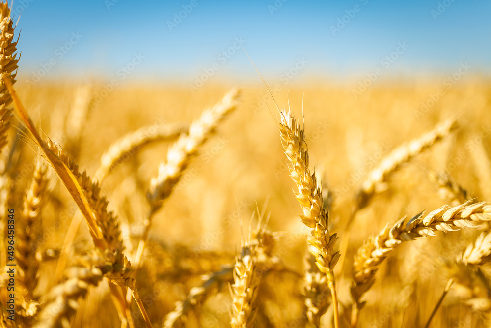 Fototapeta premium Wheat field. Ears of golden wheat closeup. Wheat harvest