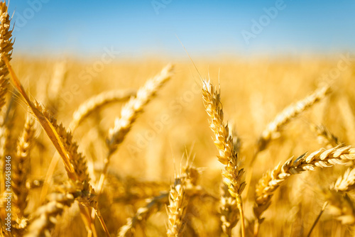 Wheat field. Ears of golden wheat closeup. Wheat harvest