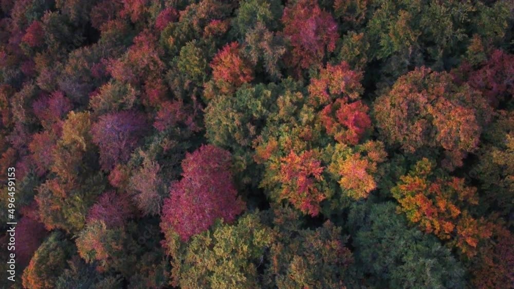 Bird's eye view video of lush trees in a forest during autumn time