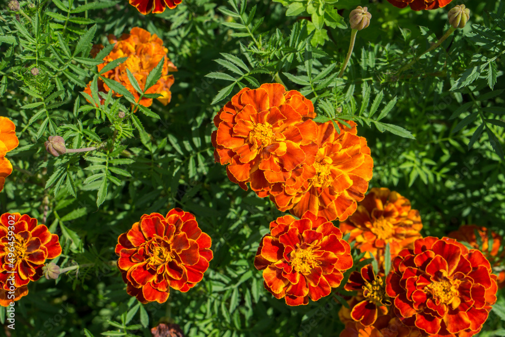 Close up of beautiful Marigold flower in the garden Close up of beautiful Marigold flower in the garden