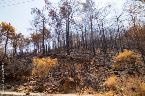 Trees burnt in forest fires of July 2021 in Marmaris resort town of Turkey.