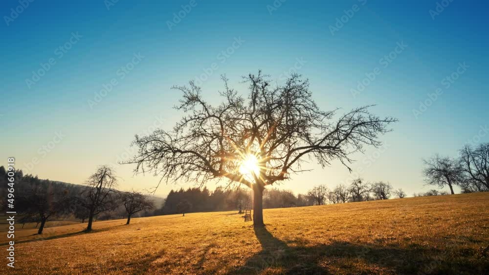 Rural landscape with the morning sun behind the beautiful silhouette of a bare tree on a gold sunlit meadow on a hill, clear blue sky
