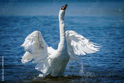 Fototapeta Naklejka Na Ścianę i Meble -  swans on the lake