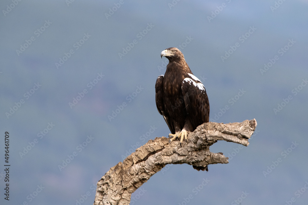 Adult male Spanish Imperial Eagle on his favorite watchtower at first light on a cold winter day