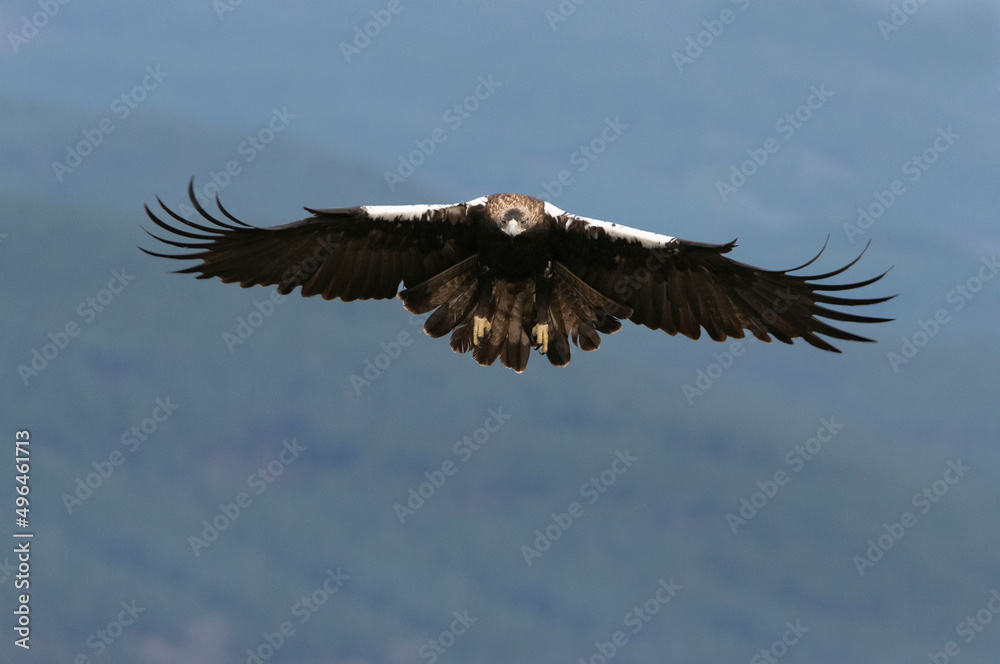Fototapeta premium Adult female Spanish Imperial Eagle flying in a Mediterranean forest with the first light of day on a cold December day