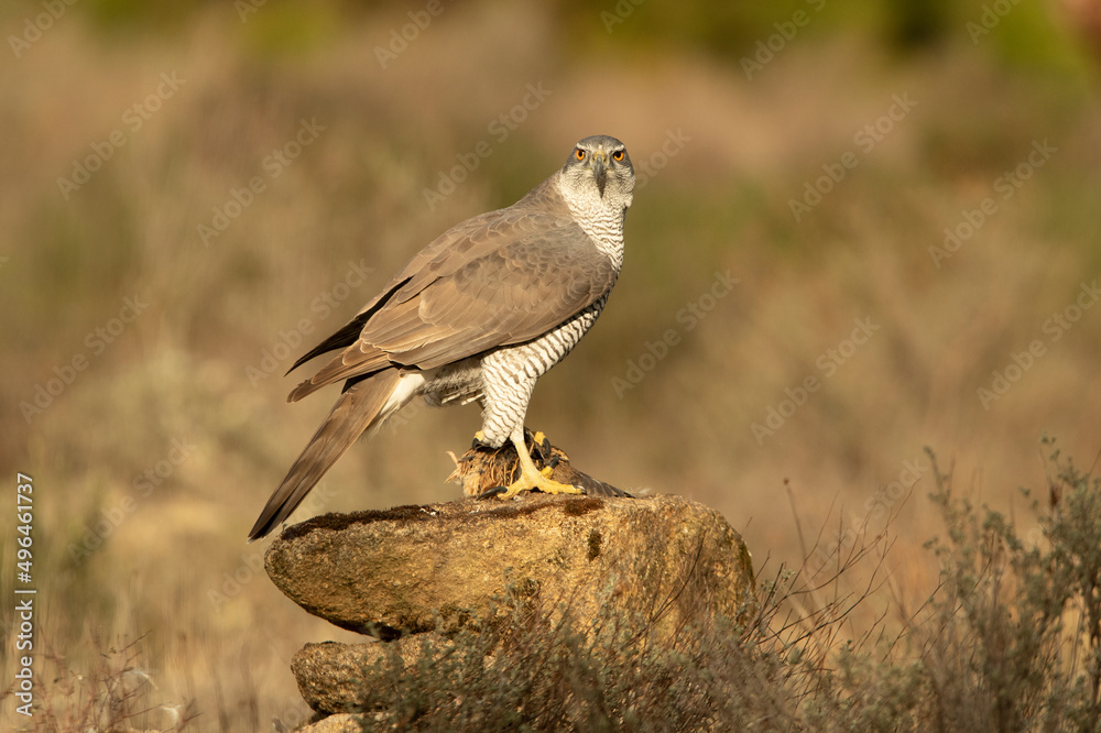 Fototapeta premium Adult female Northern goshawk defending her territory from another female Northern goshawk in a Mediterranean ecosystem