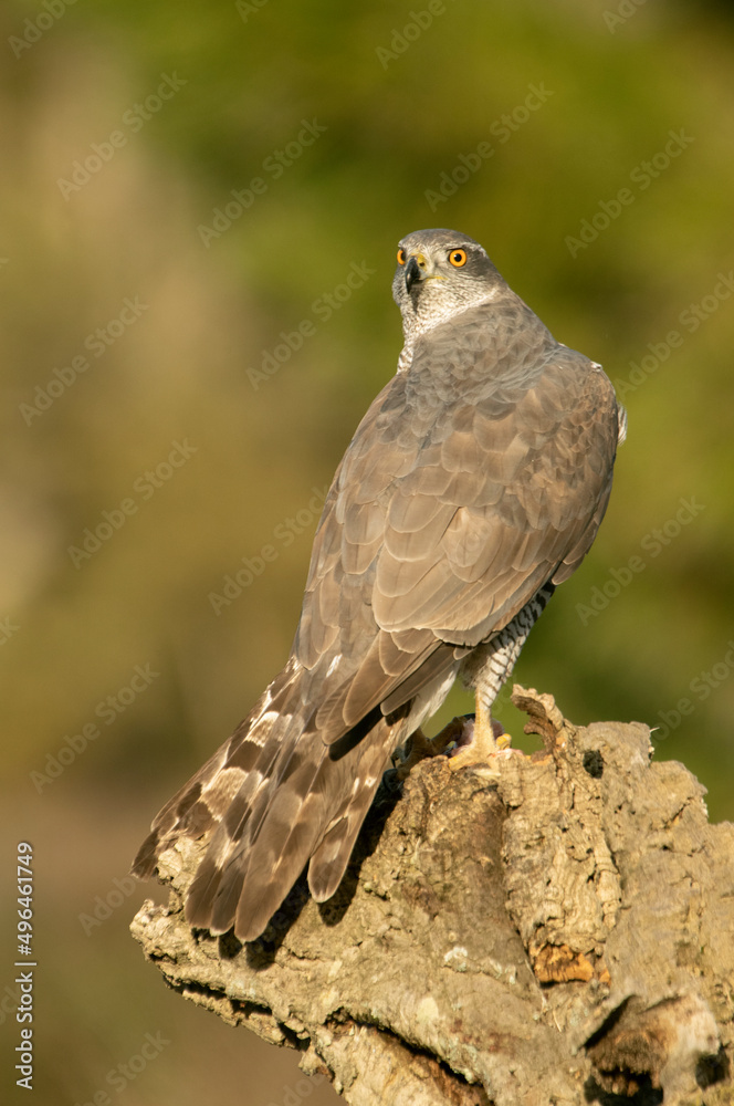 Adult female Northern goshawk defending her territory from another female Northern goshawk in a Mediterranean ecosystem Adult female Northern goshawk defending her territory from another female Northern goshawk in a Mediterranean ecosystem