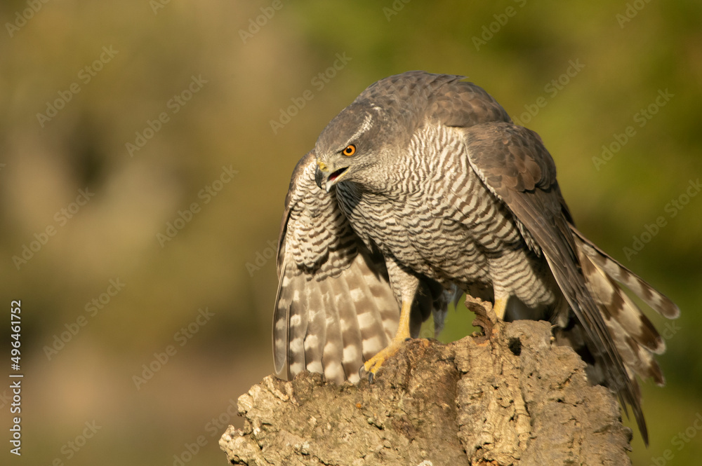 Obraz premium Adult female Northern goshawk defending her food from another female goshawk in a pine and oak forest in the last light of day