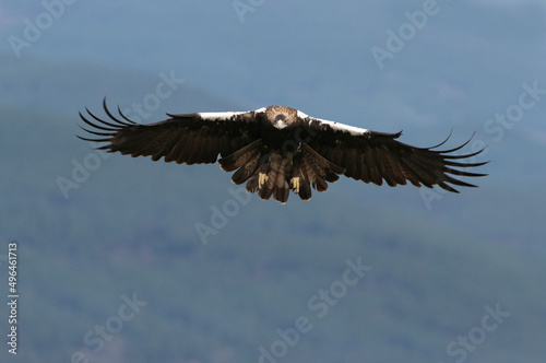 Adult female Spanish Imperial Eagle flying in a Mediterranean forest with the first light of day on a cold December day