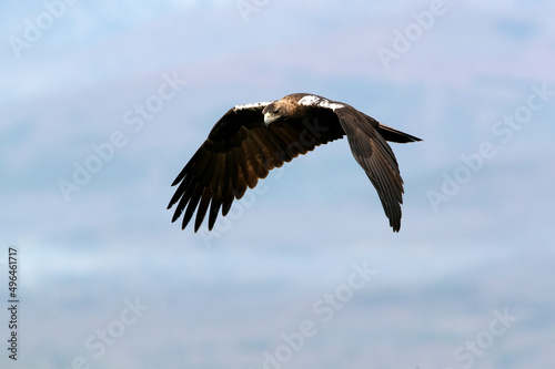 Adult male Spanish Imperial Eagle flying over a Mediterranean ecosystem on a cloudy day