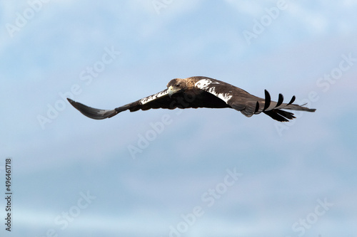 Adult male Spanish Imperial Eagle flying over a Mediterranean ecosystem on a cloudy day