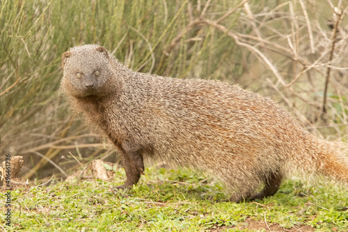 Spanish Mongoose in a Mediterranean forest with the first light of the morning photo