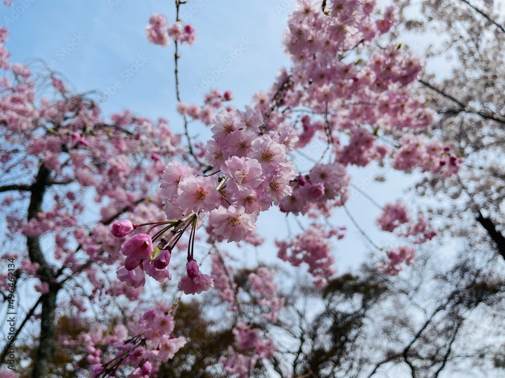 pink cherry blossom
japanese blossom 
sakura 
pink 
tree 
kyoto 
桜
木
京都