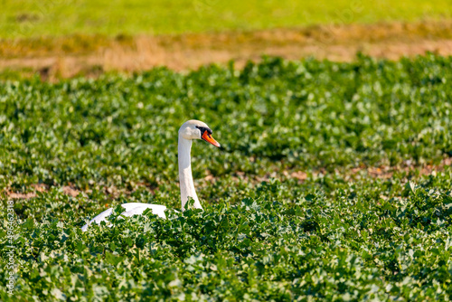 Fototapeta Naklejka Na Ścianę i Meble -  A white mute swan sits in a rural field in the sunshine