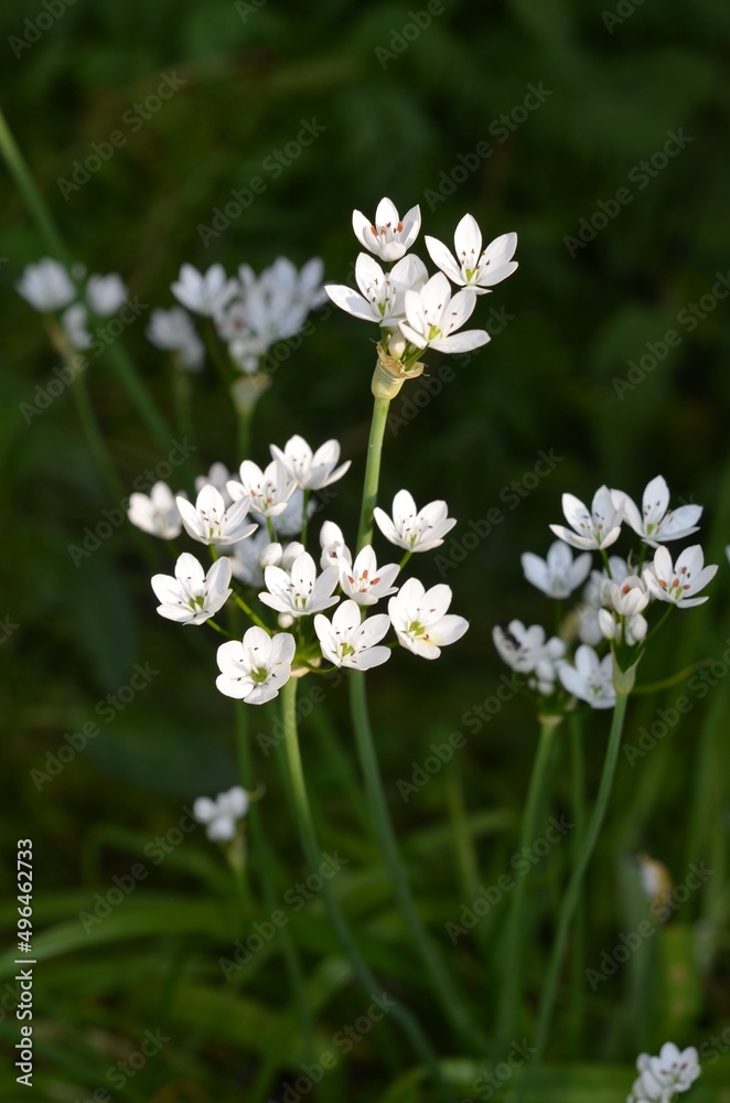 Blooming hairy garlic, scientific name Allium subhirsutum