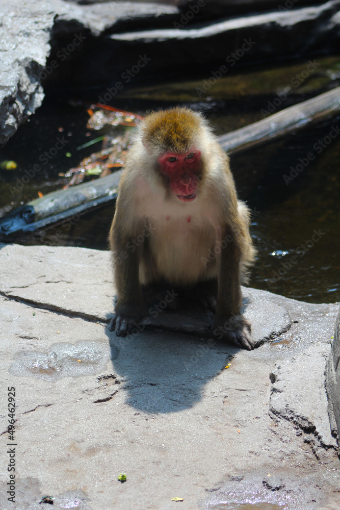 Naklejka premium Les différents singes au zoo
