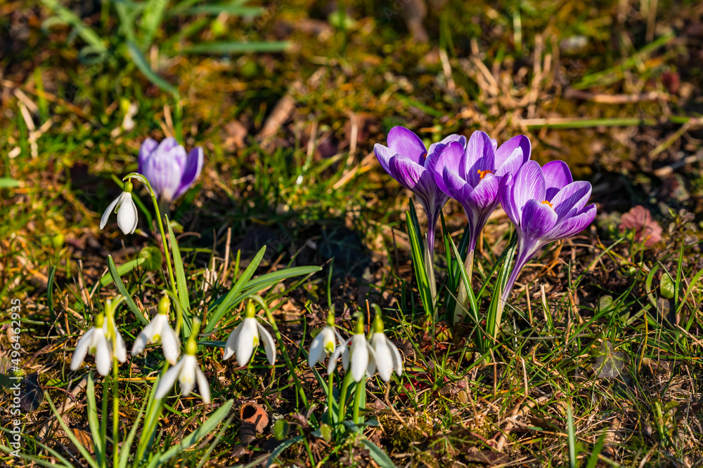 Nahaufnahme von lila Krokussen und malerischen Schneeglöckchen die im traumhaften Frühling in Hessen austreiben Nahaufnahme von lila Krokussen und malerischen Schneeglöckchen die im traumhaften Frühling in Hessen austreiben