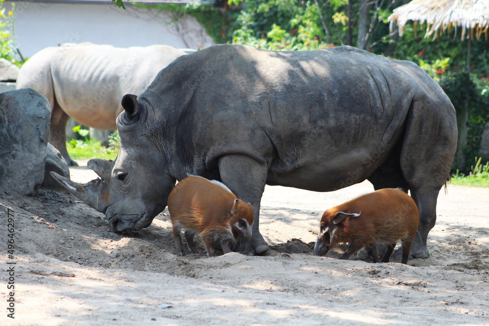 Fototapeta premium Les rhinocéros au zoo