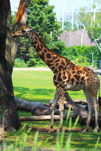 Les girafes au zoo
