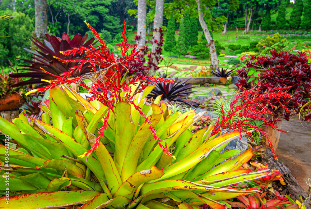 Bromeliad garden in Mae Fah Luang Flower Garden In Doi Tung Chiangrai Thailand Bromeliad garden in Mae Fah Luang Flower Garden In Doi Tung Chiangrai Thailand